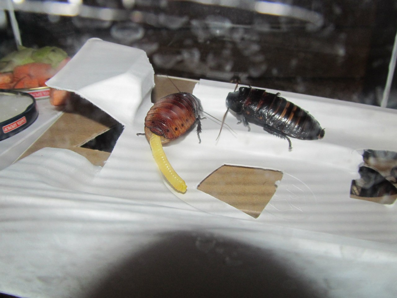 Мадагаскарский таракан (Шипящий таракан Gromphadorhina portentosa) - Страница 2 CsSA6h3ldEM